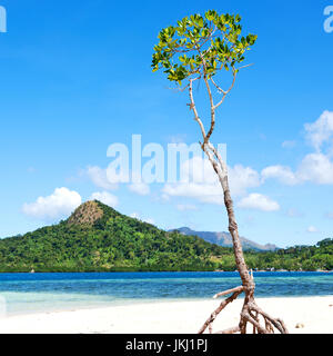 in the philippines island beautiful cosatline tree hill and boat for tourist Stock Photo