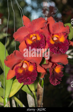 Hybrid dark orange with red cattleya orchid flower on nature background Stock Photo