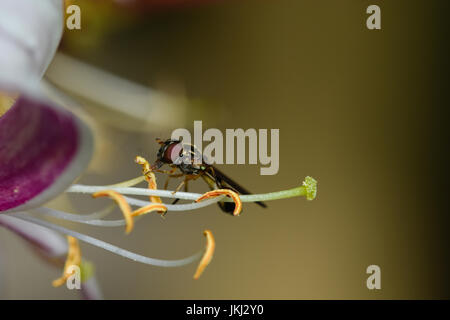 Close up macro photography of a hoverfly collecting pollen from honeysuckle flower Stock Photo