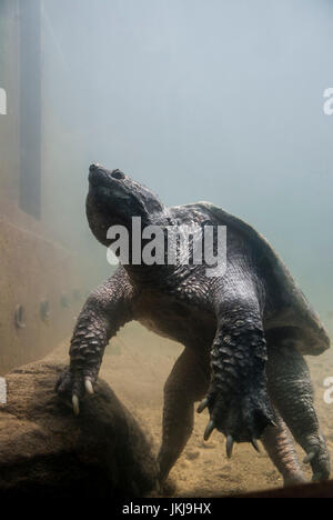 A large alligator snapping turtle (Chelydra serpentina) in captivity resting.. Stock Photo