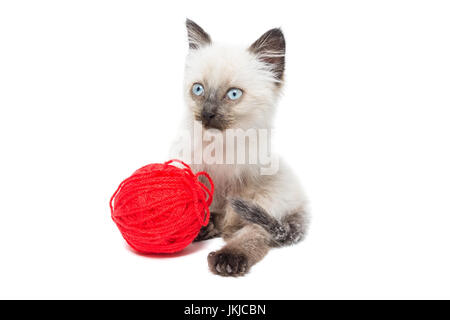 Kitten on white background, kitten playing with ball, summer, Siamese cat Stock Photo