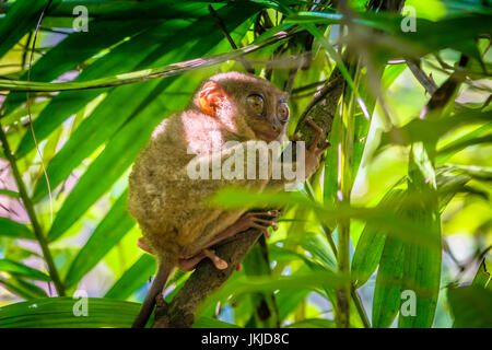 Tarsier hanging on a tree in Cebu, Philippines - July 2016 Stock Photo ...