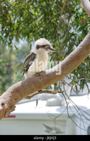 A closeup photo of a kookaburra sitting on a tree. Stock Photo