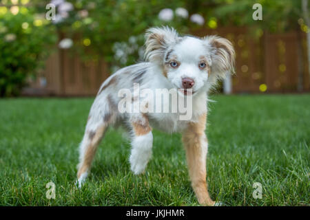 Mini Australian Shepherd puppy 'Flynn' playing in his yard in Issaquah, Washington, USA Stock Photo