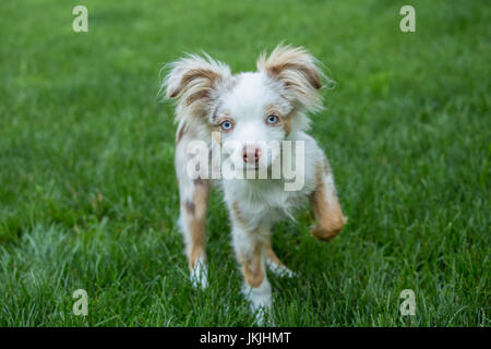 Mini Australian Shepherd puppy 'Flynn' playing in his yard in Issaquah, Washington, USA Stock Photo