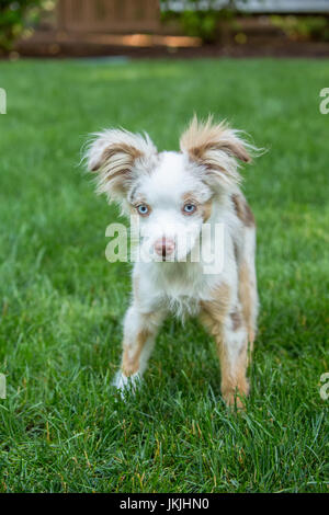 Mini Australian Shepherd puppy 'Flynn' playing in his yard in Issaquah, Washington, USA Stock Photo