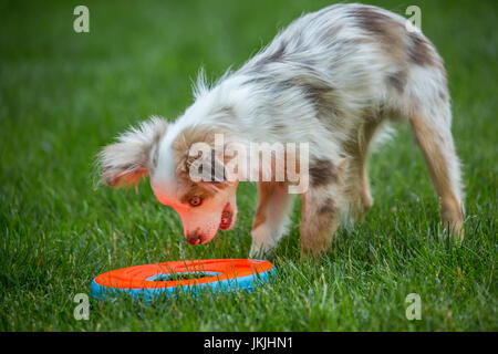 Mini Australian Shepherd puppy "Flynn" about to grab his frisbee, which is casting an orange reflection on his face, in his yard in Issaquah, Washingt Stock Photo