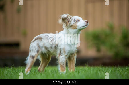 Mini Australian Shepherd puppy 'Flynn' playing in his yard in Issaquah, Washington, USA Stock Photo