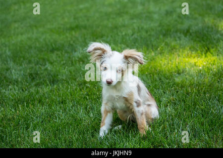 Mini Australian Shepherd puppy 'Flynn' playing in his yard in Issaquah, Washington, USA Stock Photo