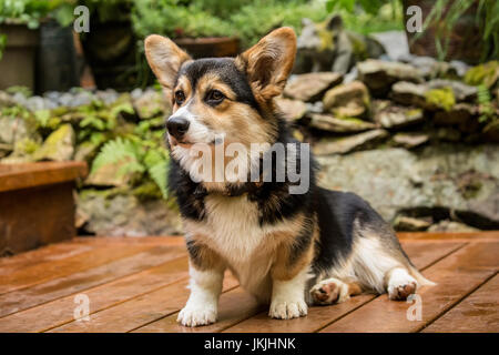 Tucker, a six month old Corgi puppy, posing on his wooden deck in Issaquah, Washington, USA Stock Photo