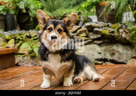 Tucker, a six month old Corgi puppy, posing on his wooden deck in Issaquah, Washington, USA Stock Photo