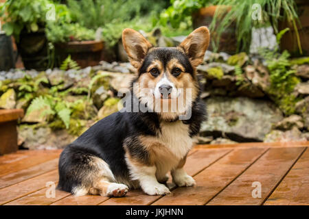 Tucker, a six month old Corgi puppy, posing on his wooden deck in Issaquah, Washington, USA Stock Photo