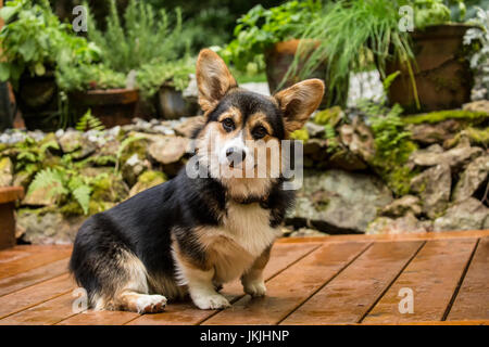 Tucker, a six month old Corgi puppy, posing on his wooden deck in Issaquah, Washington, USA Stock Photo