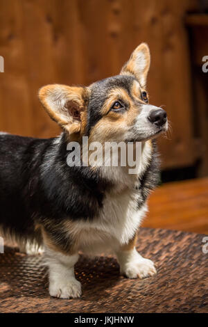 Tucker, a six month old Corgi puppy, posing on a lawn chair in Issaquah, Washington, USA Stock Photo