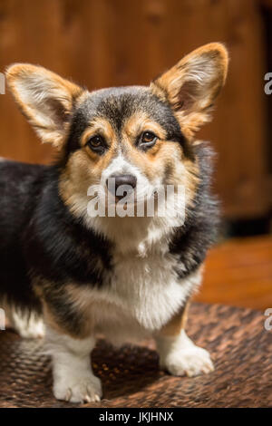 Tucker, a six month old Corgi puppy, posing on a lawn chair in Issaquah, Washington, USA Stock Photo