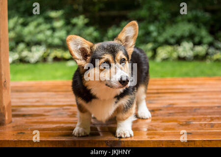 Tucker, a six month old Corgi puppy, posing on his wooden deck in Issaquah, Washington, USA Stock Photo