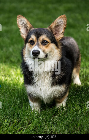 Tucker, a six month old Corgi puppy, posing on his lawn in Issaquah, Washington, USA Stock Photo