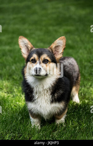 Tucker, a six month old Corgi puppy, posing on his lawn in Issaquah, Washington, USA Stock Photo