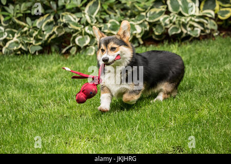 Tucker, a six month old Corgi puppy, fetching his toy that had just been thrown for him, in Issaquah, Washington, USA Stock Photo