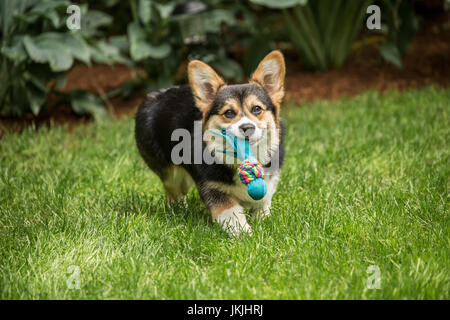 Tucker, a six month old Corgi puppy, fetching his toy that had just been thrown for him, in Issaquah, Washington, USA Stock Photo