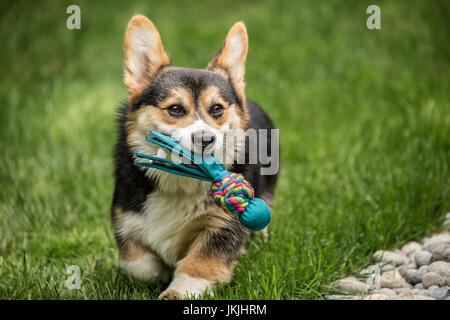 Tucker, a six month old Corgi puppy, fetching his toy that had just been thrown for him, in Issaquah, Washington, USA Stock Photo