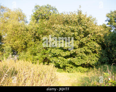 english growth and foliage in a meadow in summer; Essex; England; UK Stock Photo