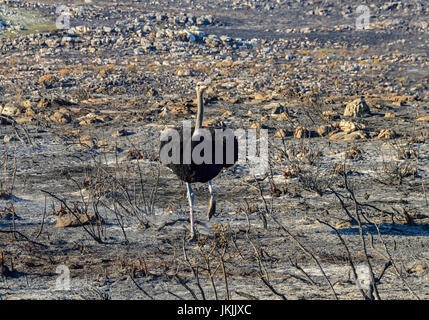 A male Ostrich walking through a wildfire area after the fire in Southern Africa Stock Photo