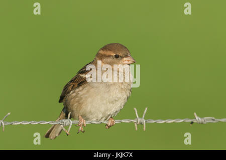 A female House Sparrow (Passer domesticus) perched on barbed wire. Stock Photo