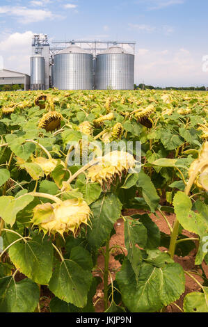 Field of sunflowers ready for harvest. In the background, blurry agricultural silos. Stock Photo