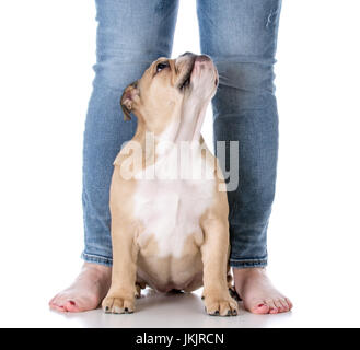 bulldog puppy sitting at feet of owner on white background Stock Photo