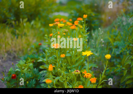 Flowerbed with Orange and Yellow Marigolds Calendula in a Walled Kitchen Garden near the Rural Village in Ukraine Stock Photo