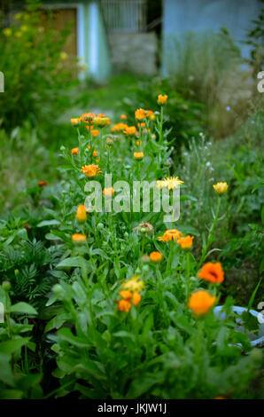 Flowerbed with Orange and Yellow Marigolds Calendula in a Walled Kitchen Garden near the Rural Village in Ukraine Stock Photo