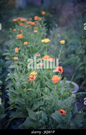 Flowerbed with Orange and Yellow Marigolds Calendula in a Walled Kitchen Garden near the Rural Village in Ukraine Stock Photo