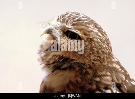 Screeching New World Burrowing owl (Athene cunicularia) in close-up Stock Photo
