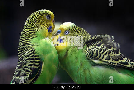 Pair of courting Australian Budgerigar Parakeets (Melopsittacus undulatus) in close-up. Stock Photo