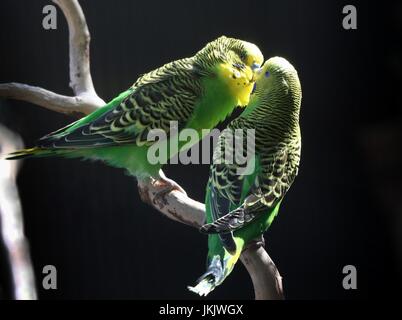 Pair of courting Australian Budgerigar Parakeets (Melopsittacus undulatus) in close-up. Stock Photo