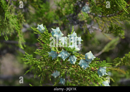 young green Thuja branches with fruits close-up Stock Photo