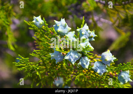 young green Thuja branches with fruits close-up Stock Photo