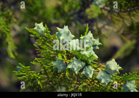 young green Thuja branches with fruits close-up Stock Photo