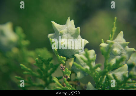 young green Thuja branches with fruits close-up Stock Photo