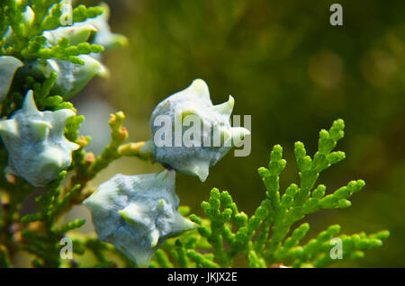 young green Thuja branches with fruits close-up Stock Photo