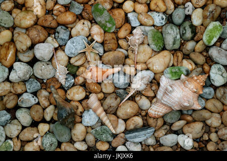 Natural Striped Fox Conch shell with another small seashells scattered on the pebble stones ground Stock Photo