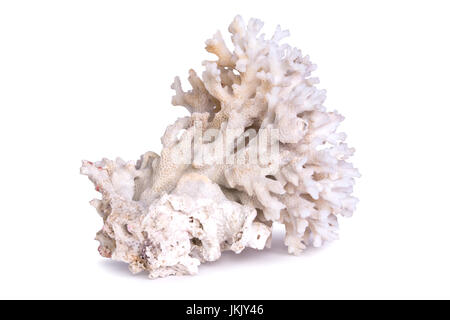 Big marine coral isolated on white background Stock Photo