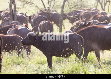 African Buffalo herd in the Ngorongoro Crater, Tanzania Stock Photo