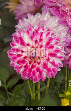 Spectacular double dahlia flower with deep magenta pink / red petals flecked with white on background of green leaves Stock Photo