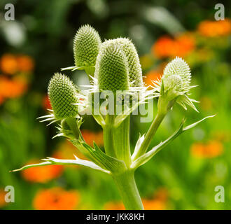 Cluster of cone-shaped green / grey flowers of Eryngium agavifolium, agave-leafed sea holly Stock Photo