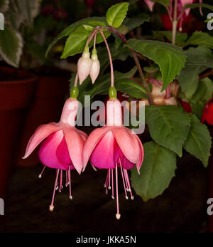 Two beautiful salmon pink and red fuchsia flowers hanging beside dark green leaves against a darker background Stock Photo