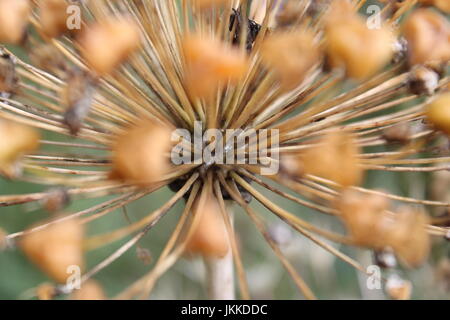 Explosion effect of Allium seed cluster Stock Photo