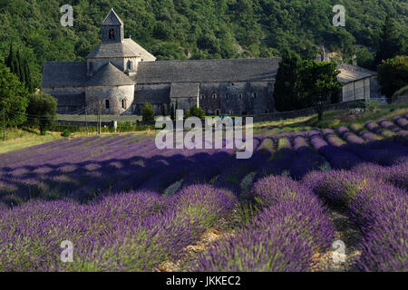 Lavender crop in front of Senanque Abbey, Gordes, Vaucluse, Provence-Alpes-Cote d'Azur, France Stock Photo