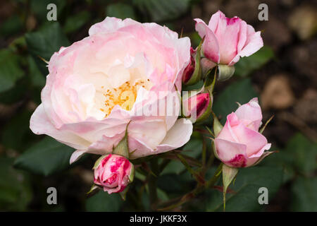 Buds and semi double  flower of the fragrant pink floribunda rose, Rosa 'English Miss' Stock Photo